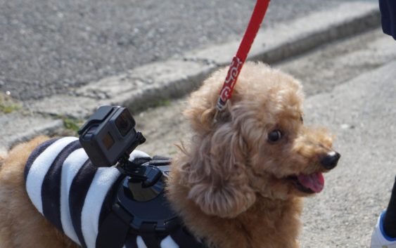 Gopro Hero5 Blackをドッグマウントハーネスに装着して愛犬のお散歩 Acalin
